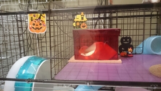 20150927231117215.jpg